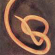 Ascarids (large Roundworms)