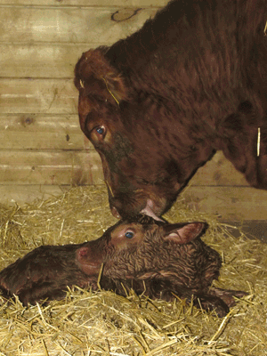 Calving Season