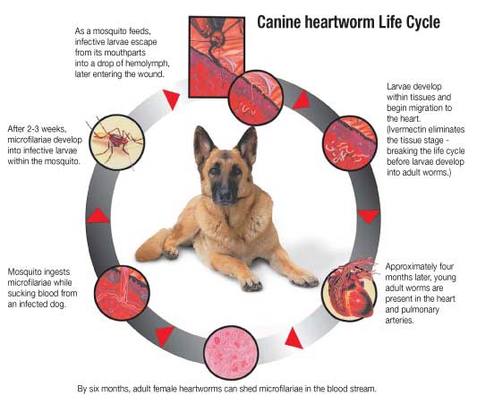 Heartworm Prevention for Dogs and Cats (Heartgard, Iverhart, Revolution