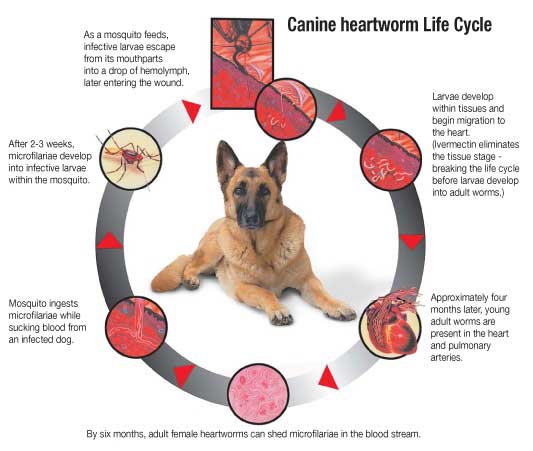 Heartworm Disease in Dogs and Cats