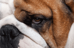 Pet Dry Eye Pet Dry Eye