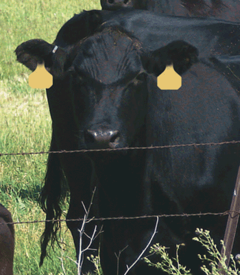 Pinkey Treatment and Control in Cattle