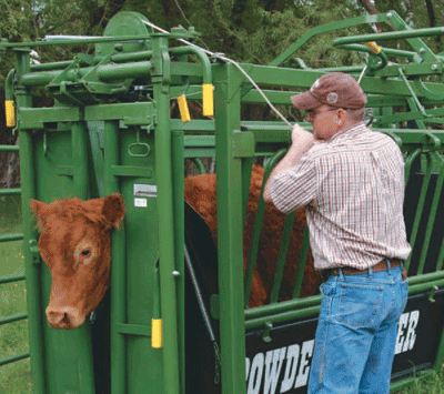 Spring Born Calves