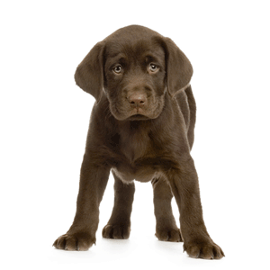 How often should a puppy be wormed?