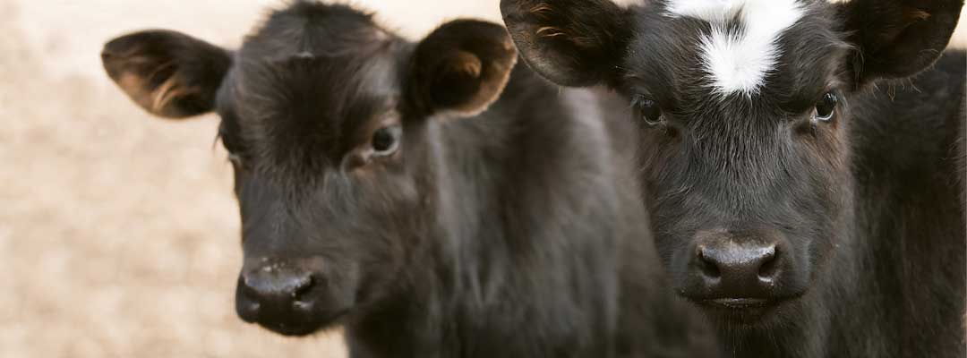 Calf Scours: Combating Pathogens