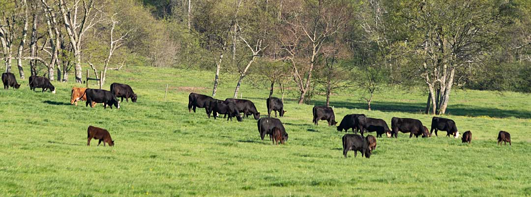 When Green Grass Grows When Green Grass Grows