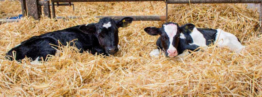 Group Housing Calves: Setup and Cleaning Tips Group Housing Calves: Setup and Cleaning Tips
