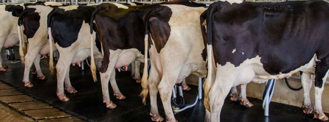 How Daily Management Practices Can Help Prevent Mastitis How Daily Management Practices Can Help Prevent Mastitis