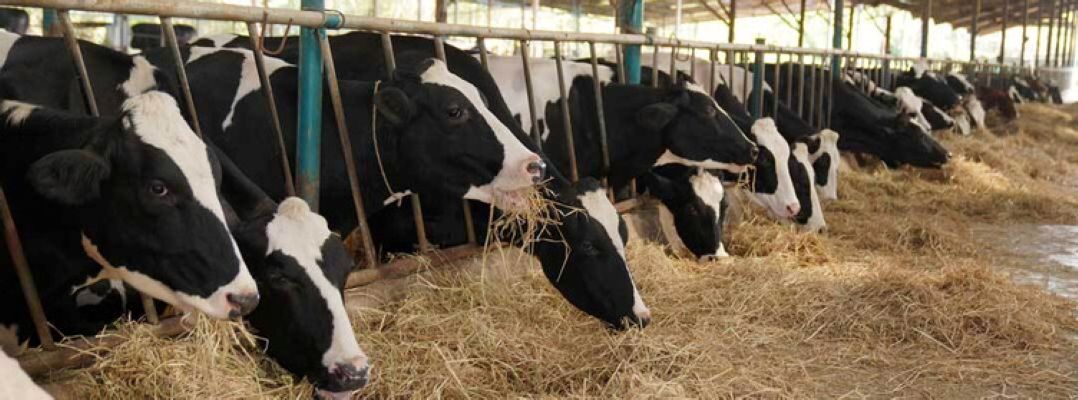 Mastitis in Dairy Cattle: Signs and Treatment Mastitis in Dairy Cattle: Signs and Treatment