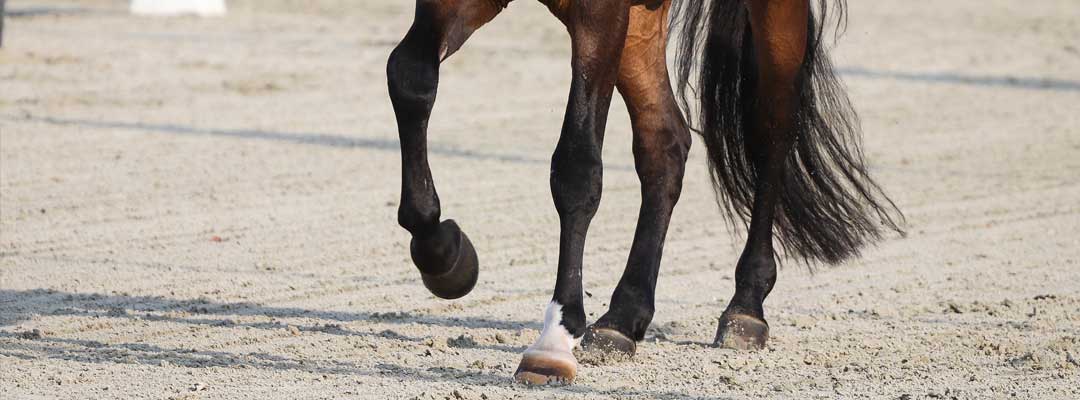 Equioxx and Equine Joint Relief