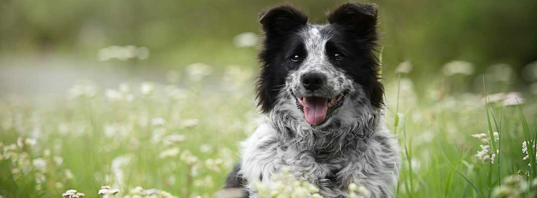 Parasites in Dogs Parasites in Dogs