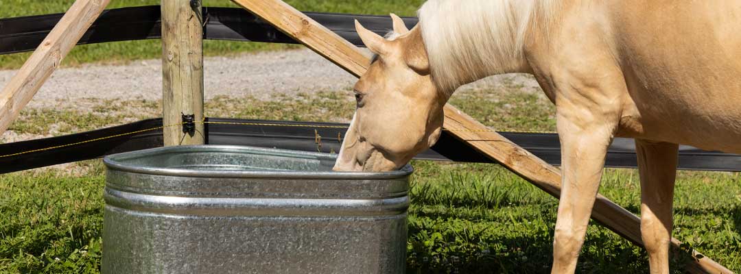 Recognizing and Preventing Dehydration in Your Pets