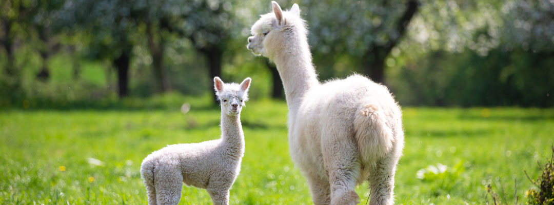 Spring Care for Llamas and Alpacas