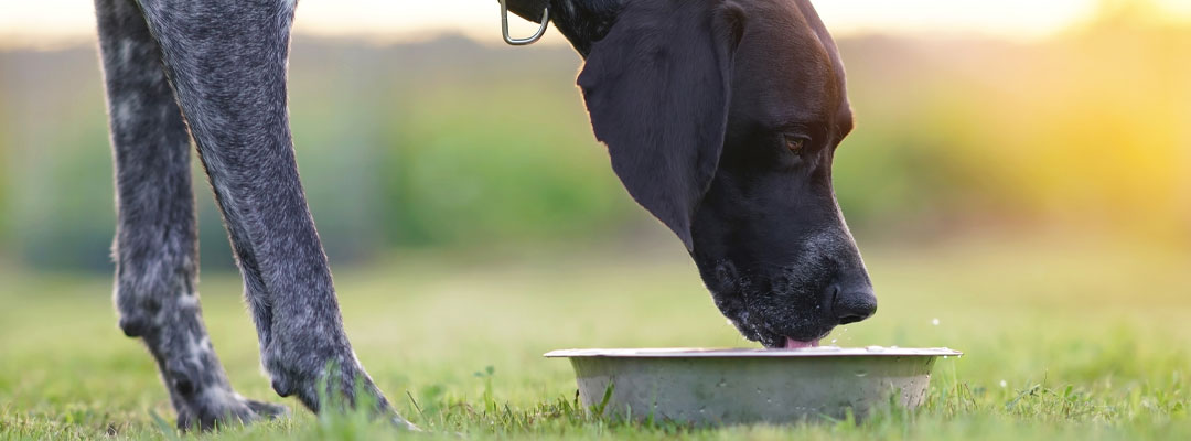 Recognizing and Preventing Dehydration in Your Pets Recognizing and Preventing Dehydration in Your Pets
