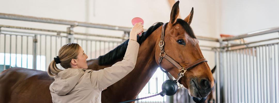 The 10 Horse Supplies You Need Before Your Horse Comes Home The 10 Horse Supplies You Need Before Your Horse Comes Home