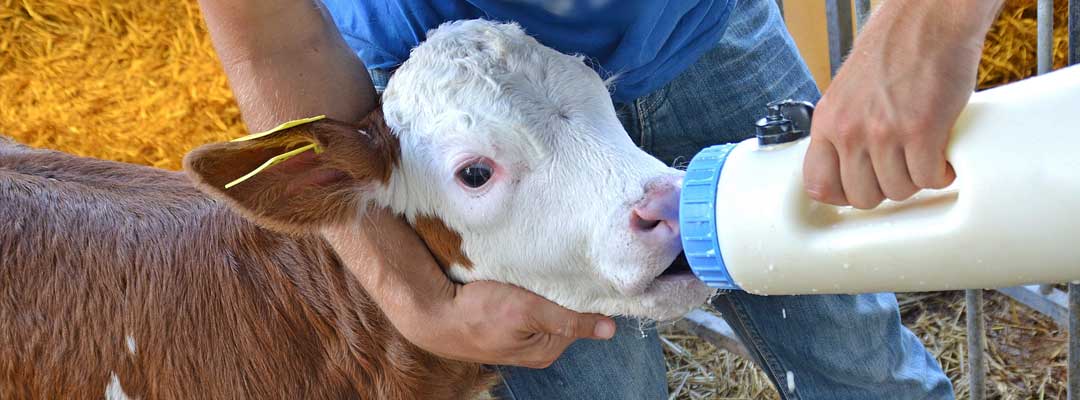 3 Tips for Calving Season