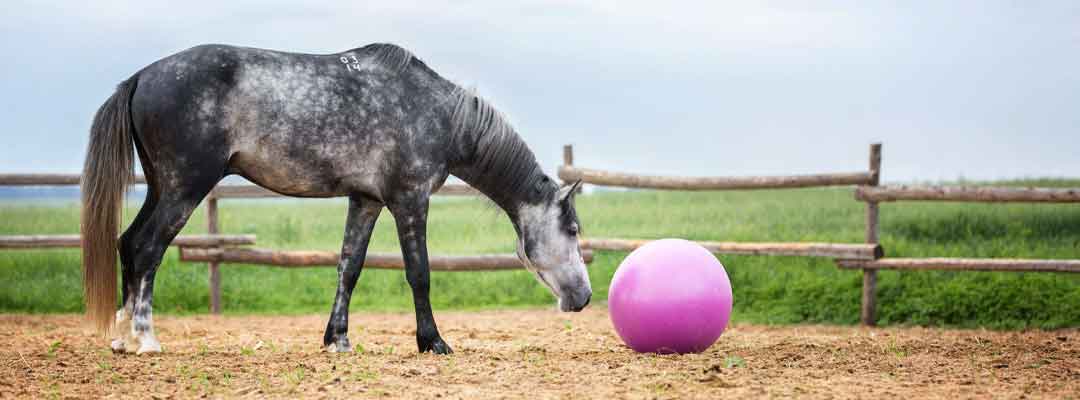 4 Signs of a Happy Horse