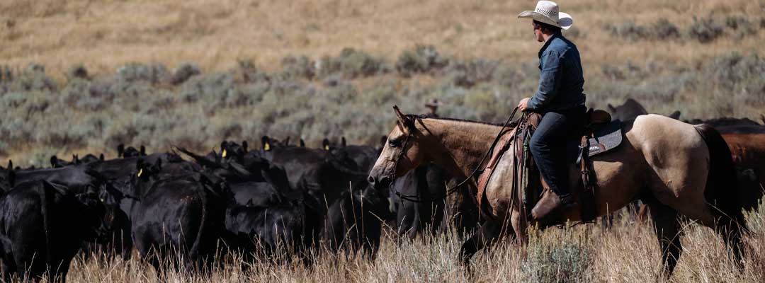5 Fall Favorites for Horsemen 5 Fall Favorites for Horsemen