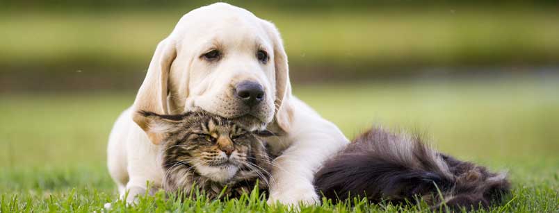 5 Myths of Heartworm Disease 5 Myths of Heartworm Disease