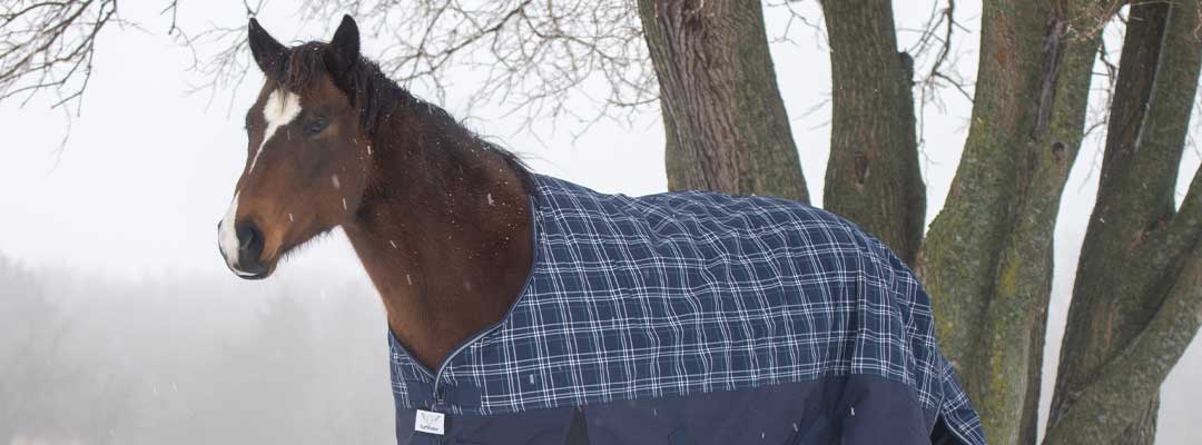 5 Winter Plus Senior Horse Care Tips