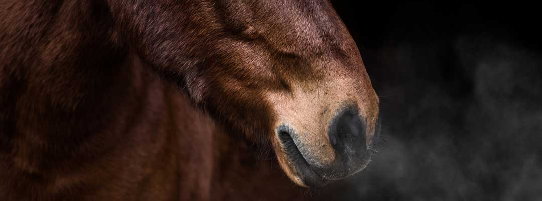 Air Quality in the Barn