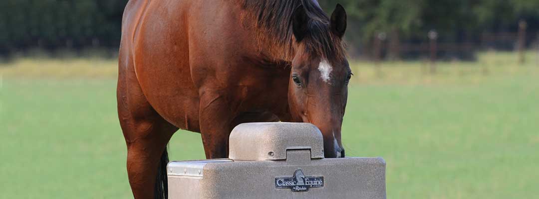 5 Benefits of Automatic Horse Waterers
