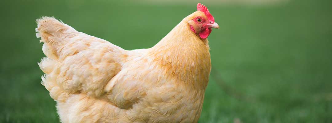 How to Prevent Bird Flu in Chickens