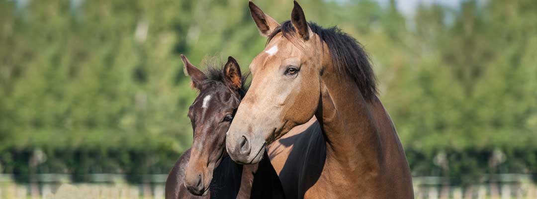 Breeding Horses