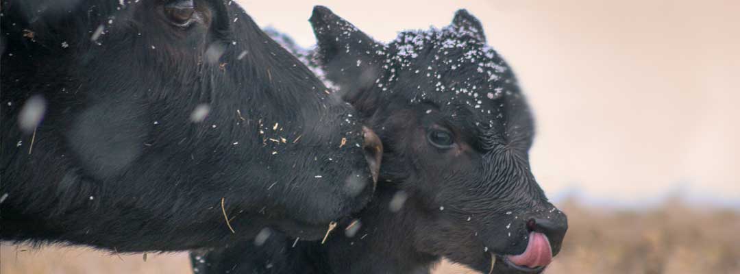 Calving Reminders and Best Practices