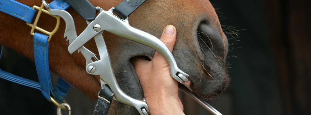 Caring for Horses Teeth