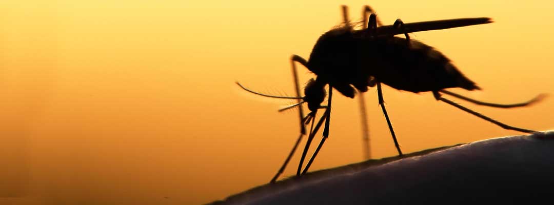 Controlling Mosquitoes Controlling Mosquitoes