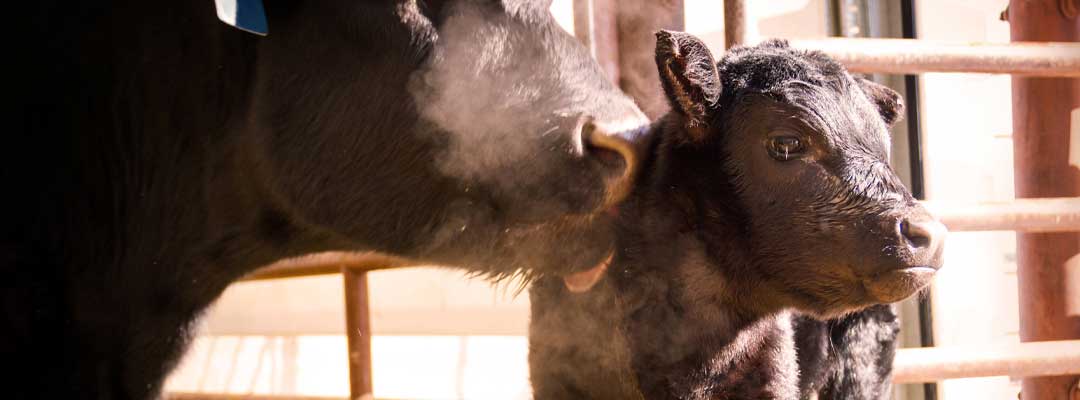 Cow Having Trouble Calving