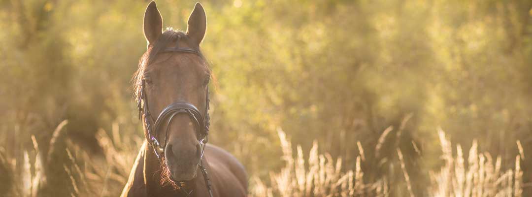 Horse Deworming