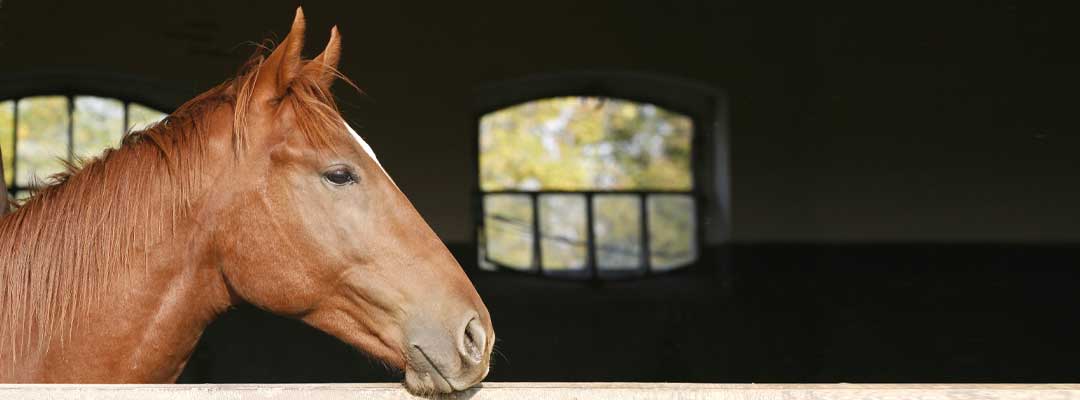 Equine Biosecurity Reminders