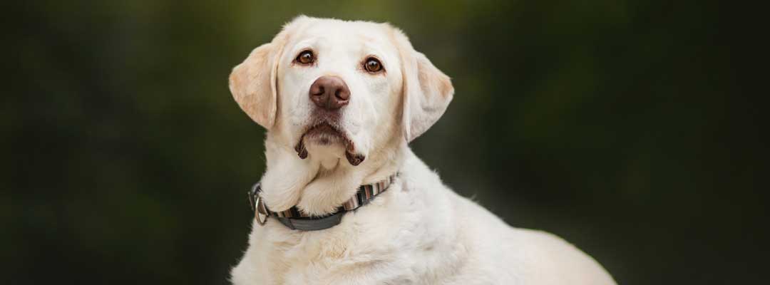 Addisons Disease in Dogs