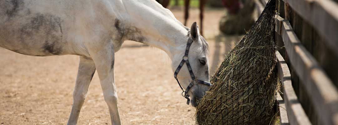 Horse Feeding