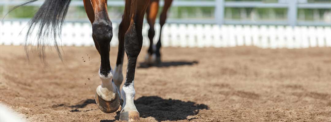 Lameness and Arthritis in Horses