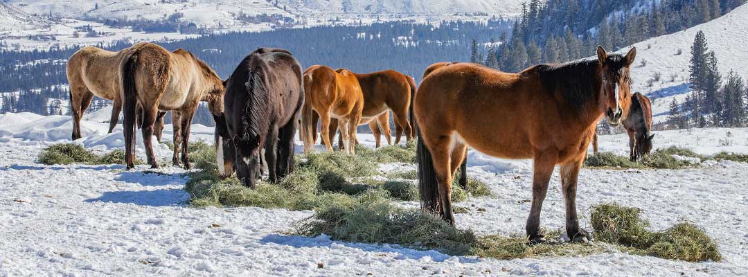 Feeding Horses in the Winter Facts