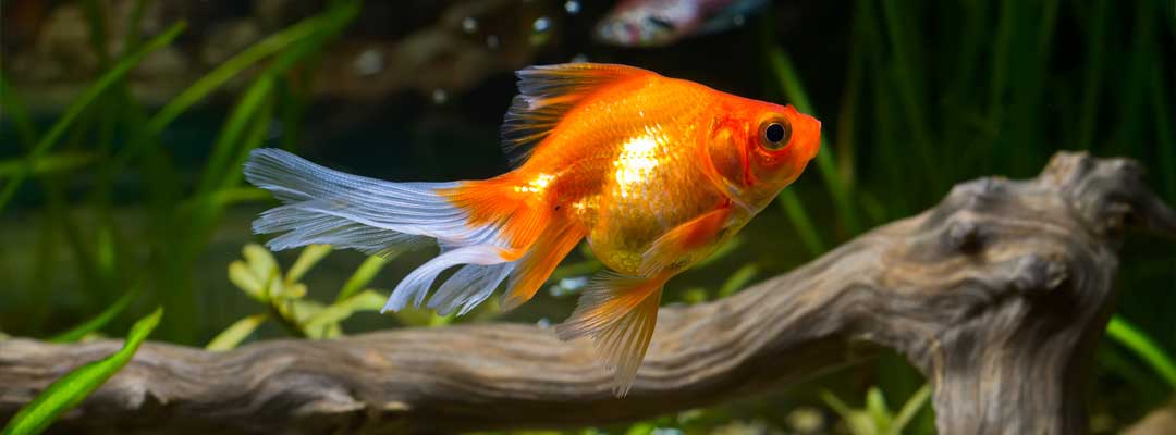 Fish Antibiotics