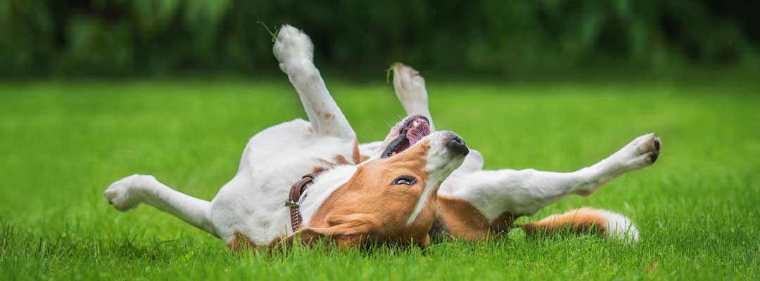 Flea Control for Dogs and Cats