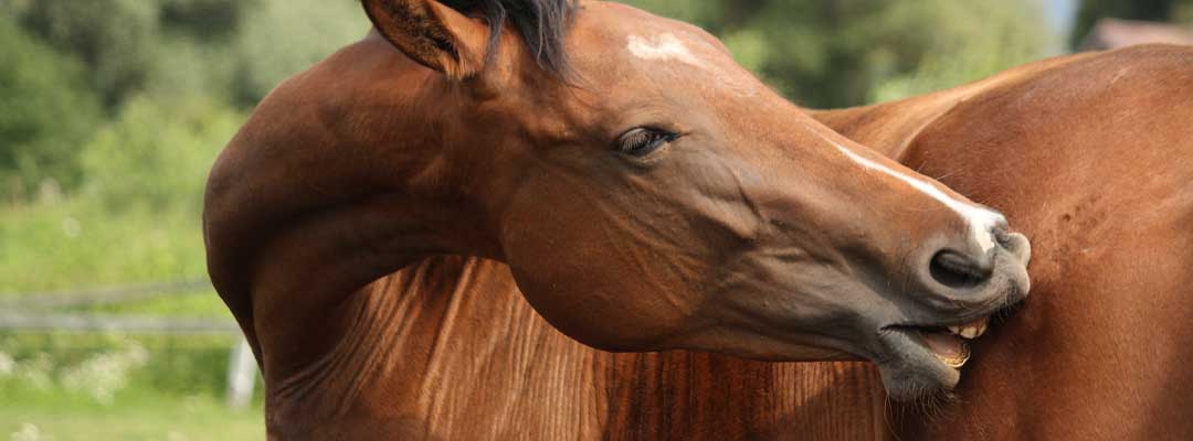Help Your Horse Breath Easy