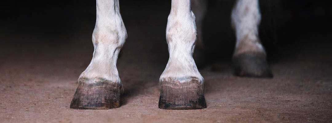 Horse Hoof Care