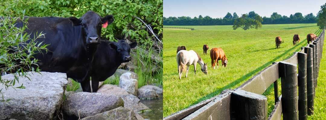 Poisonous plants cattle and horses