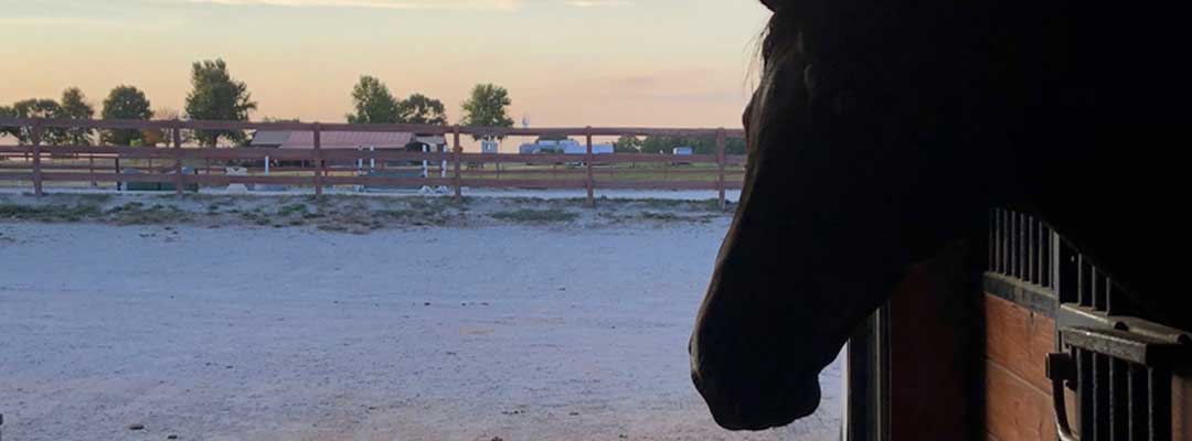 Maintain Your Horse's Safety This Fourth of July Maintain Your Horse's Safety This Fourth of July