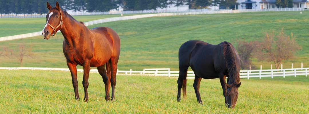 Horse Wormer FAQ with an Equine Veterinarian