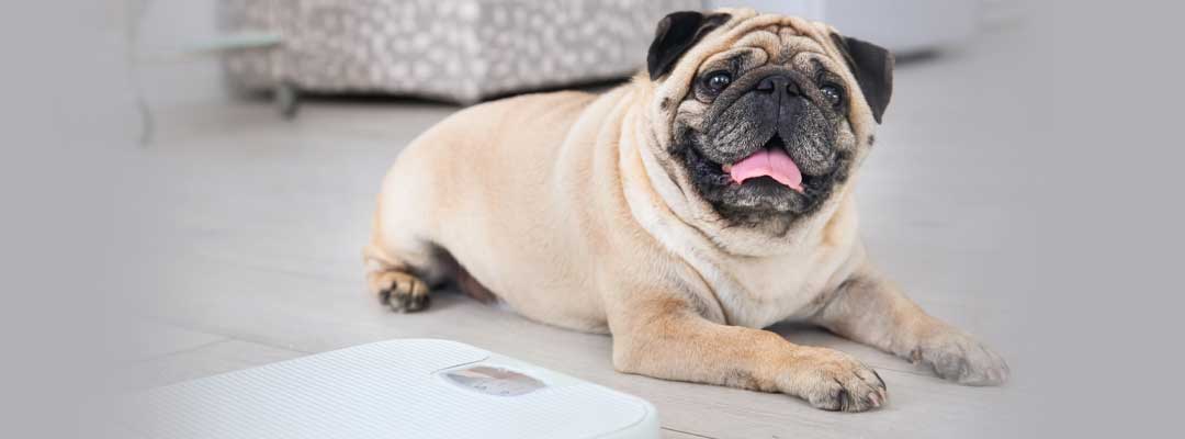 Obesity Impacts More Than Half of US Dogs