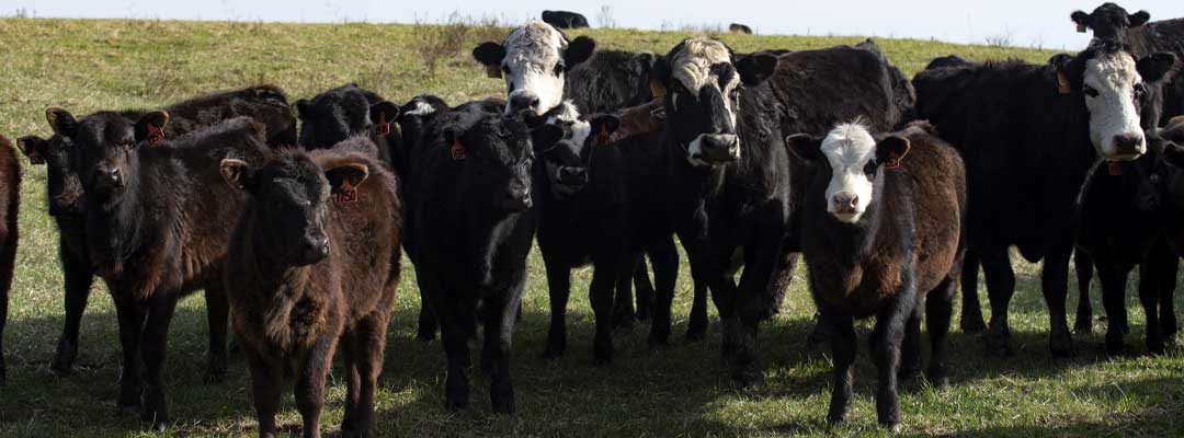 Manage BRD in cattle with this information