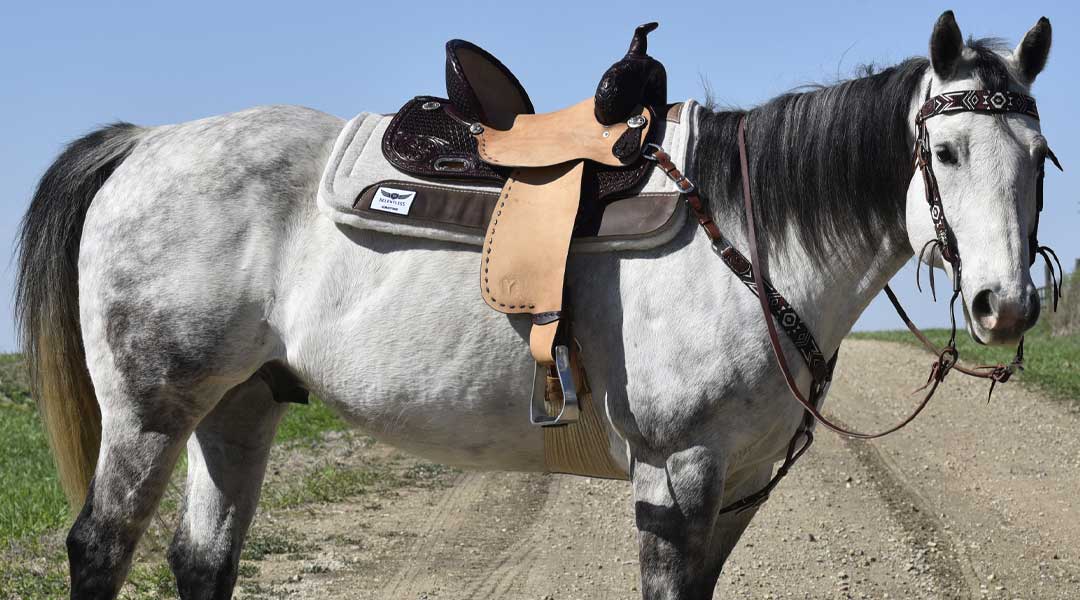 Kelly Kaminski Barrel Saddle Kelly Kaminski Barrel Saddle
