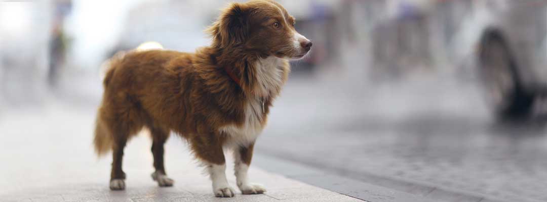 Help Prevent Losing a Pet: 5 Tips Help Prevent Losing a Pet: 5 Tips