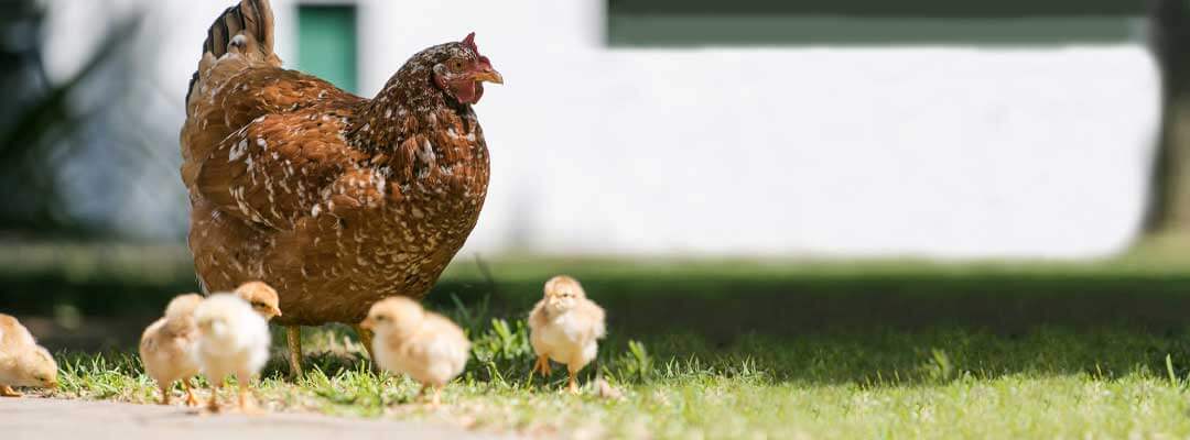 Marek's Disease Affect Chickens Marek's Disease Affect Chickens